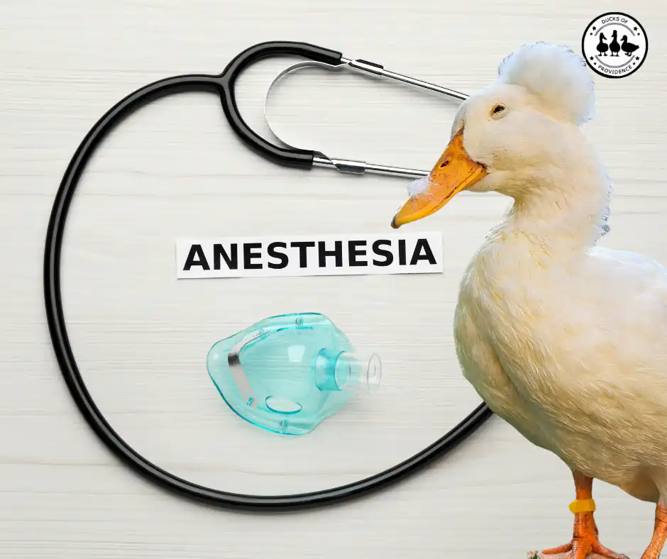 Anesthesia Safe for Ducks
