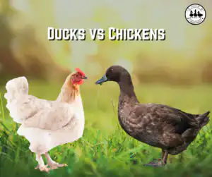Ducks vs Chickens
