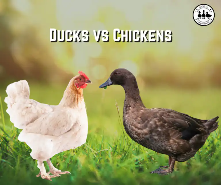 Ducks vs Chickens