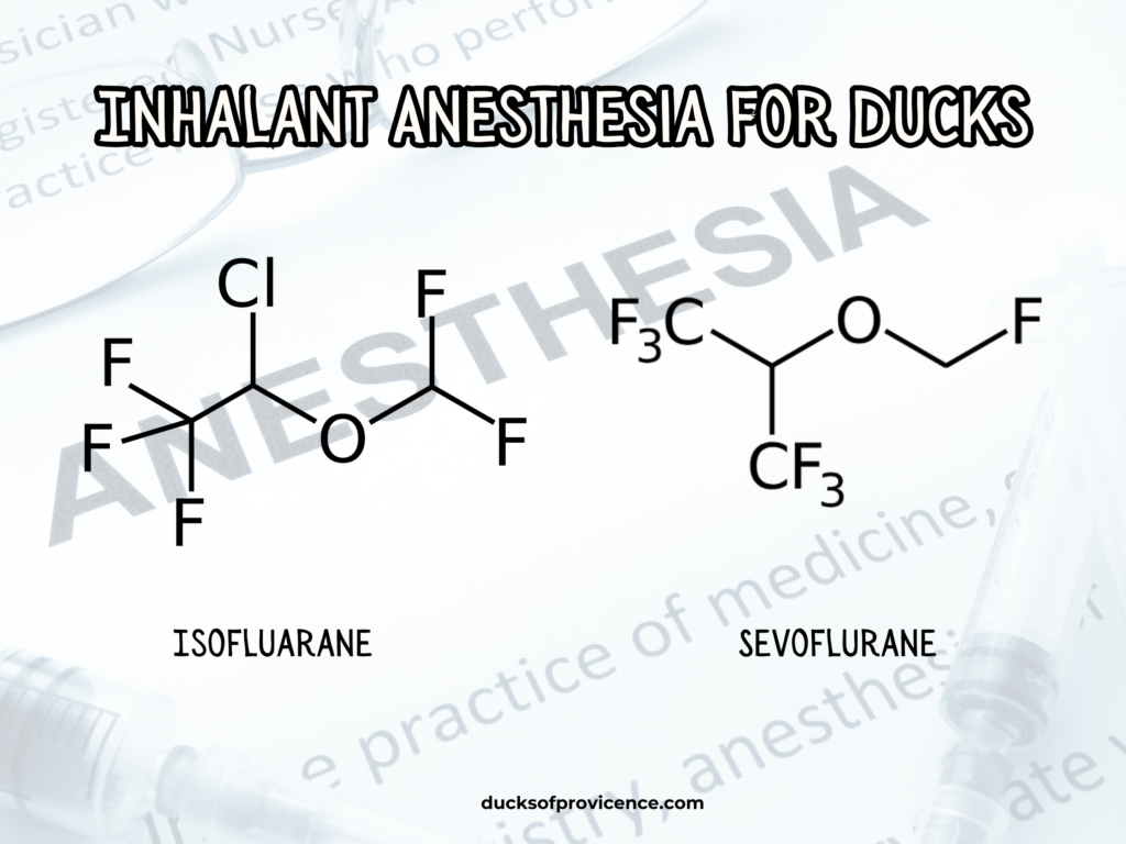 Inhalant Anesthesia for ducks