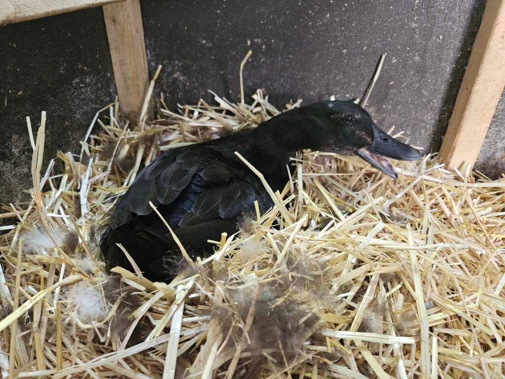 broody duck sitting on her nest