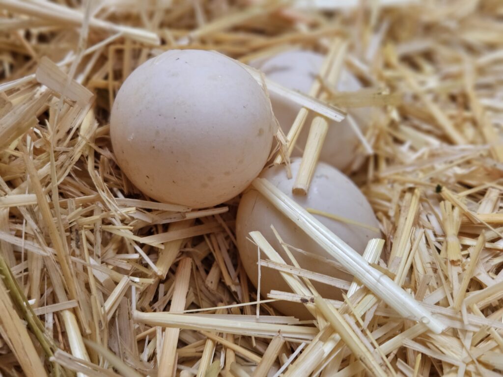 duck eggs in nest