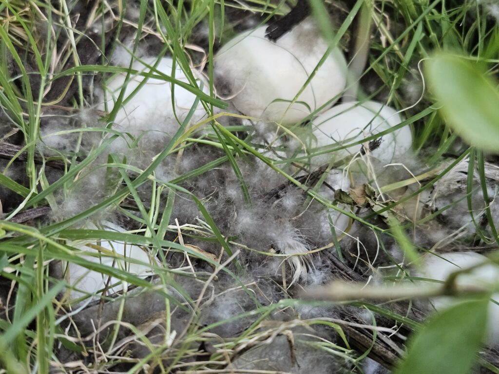 clutch of duck eggs with feathers