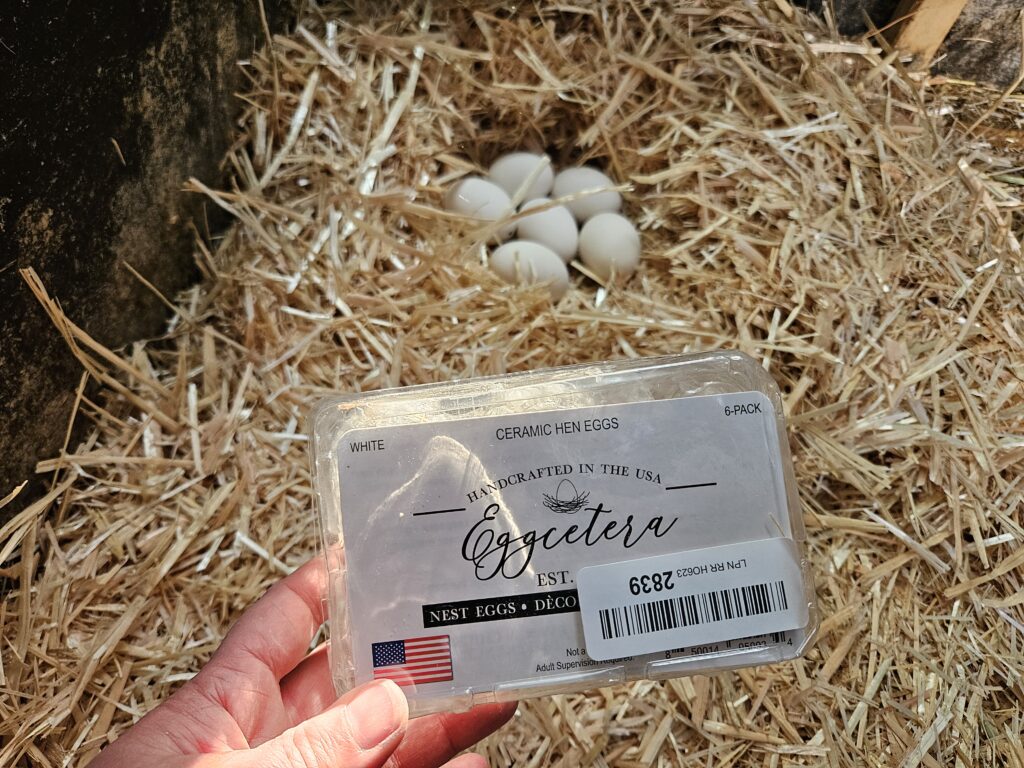 fake ceramic eggs to encourage ducks do get broody