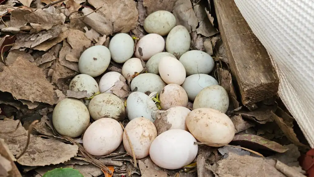 clutch of duck eggs