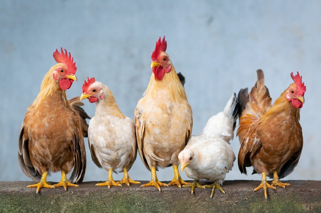 group of chickens