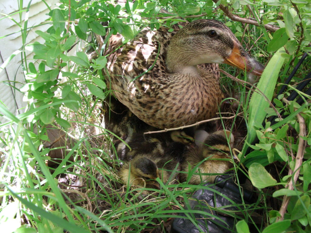 duck mom with newly hatched ducklings