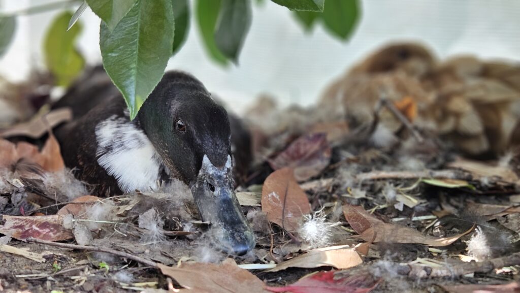 broody duck on nest