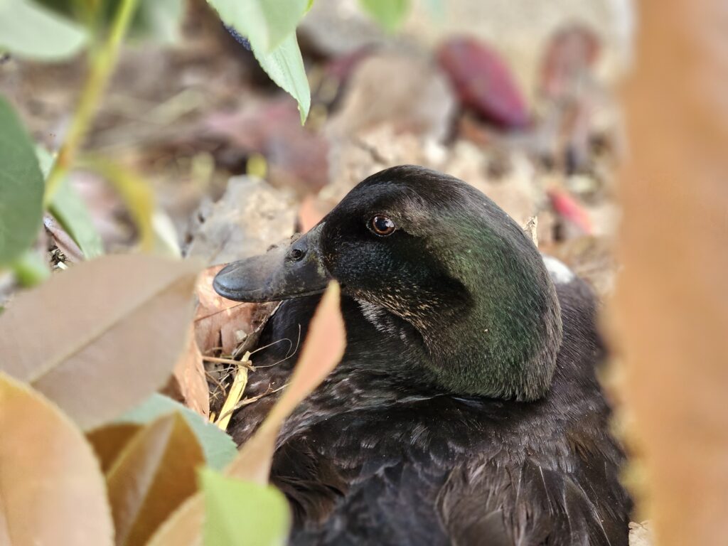 broody duck on nest