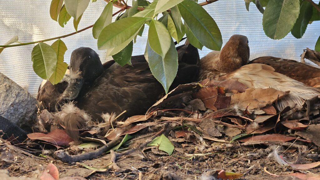 two ducks sharing a nest