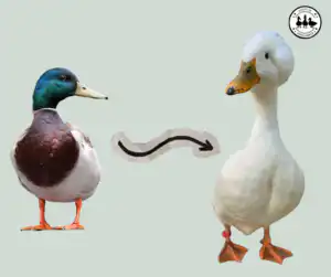 evolution of domestic ducks
