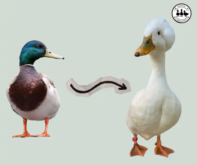 evolution of domestic ducks