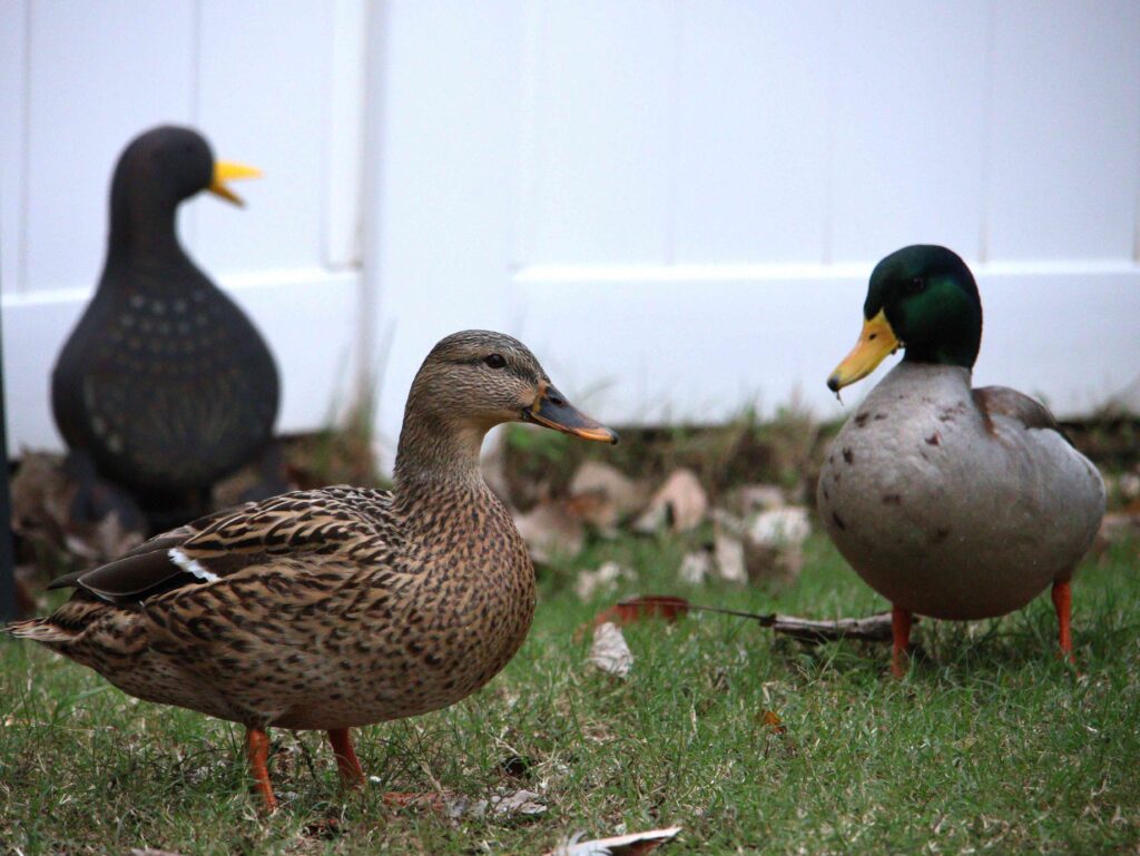 Mallard ducks
