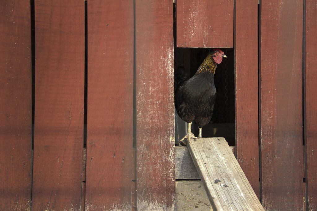 chicken in coop door