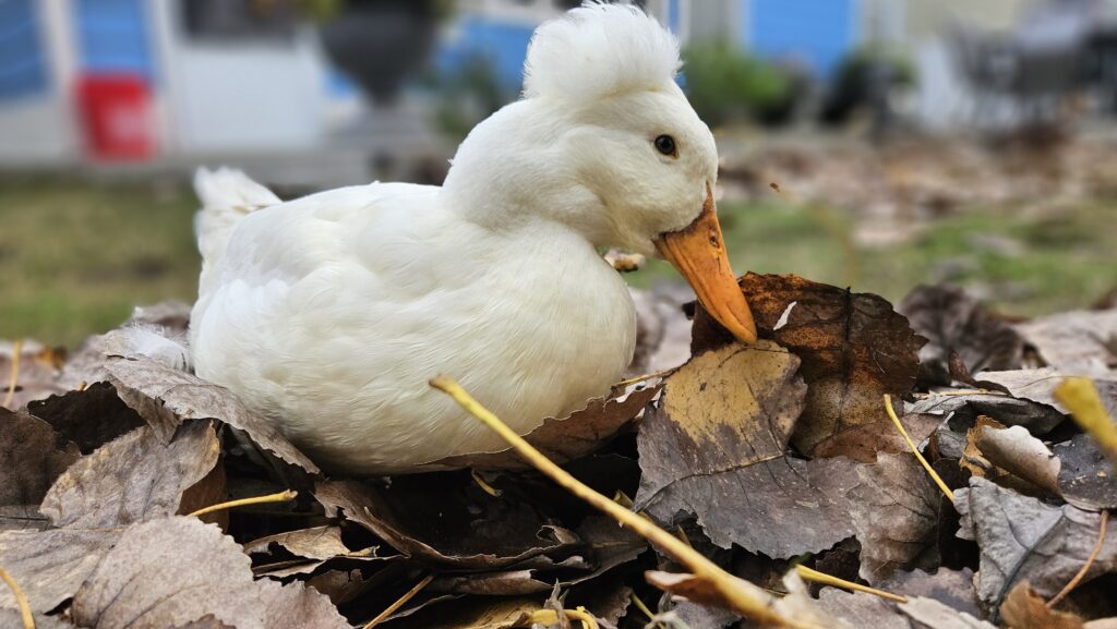 duck foraging in a pile of leaves