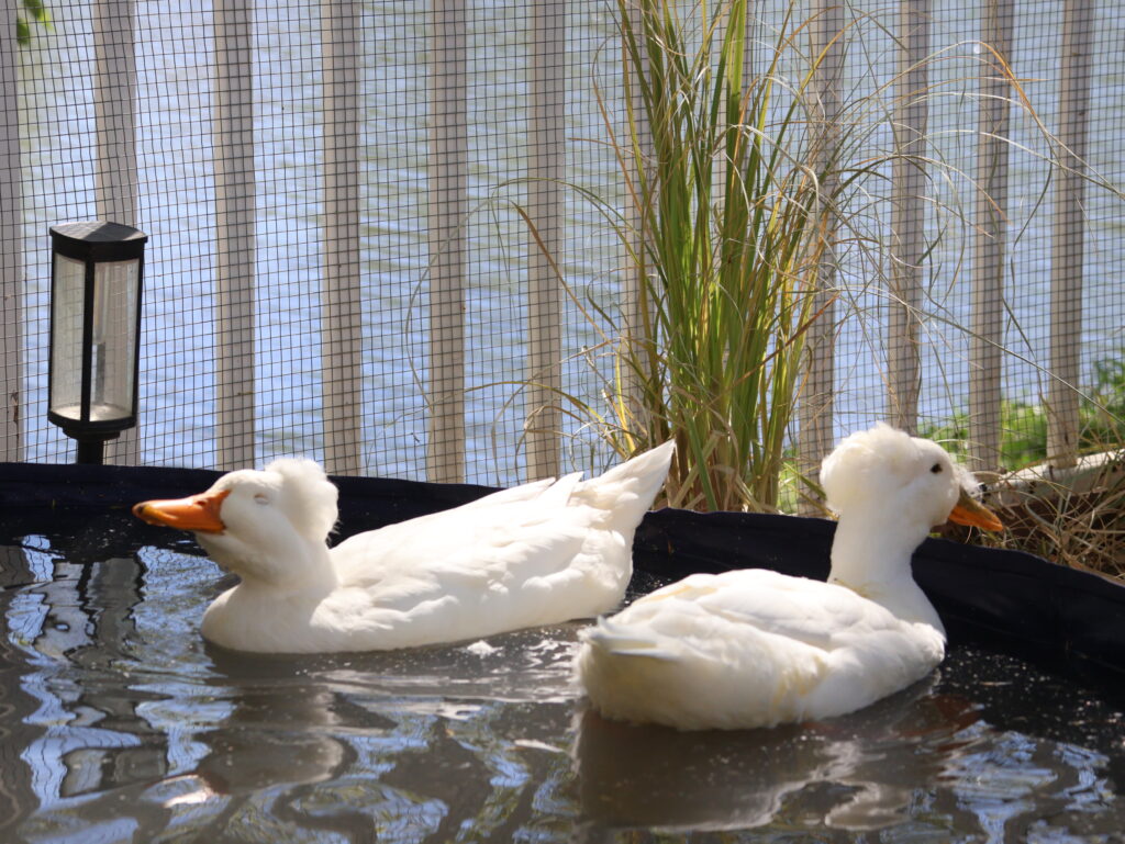 ducks swimming in duck pool