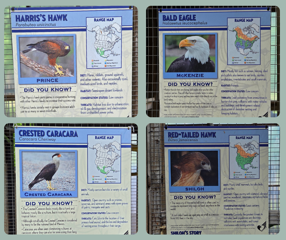 Different birds at Rogers Wildlife Rehabilitation Center