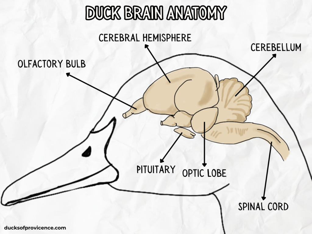 duck brain