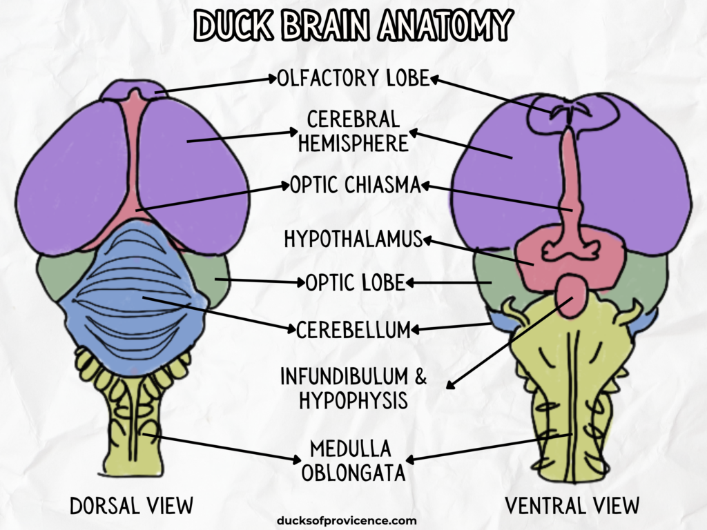 duck brain anatomy