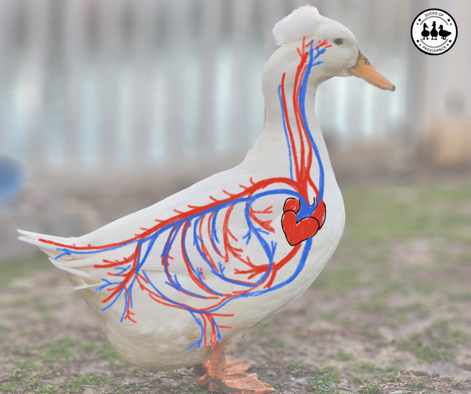 duck circulatory system