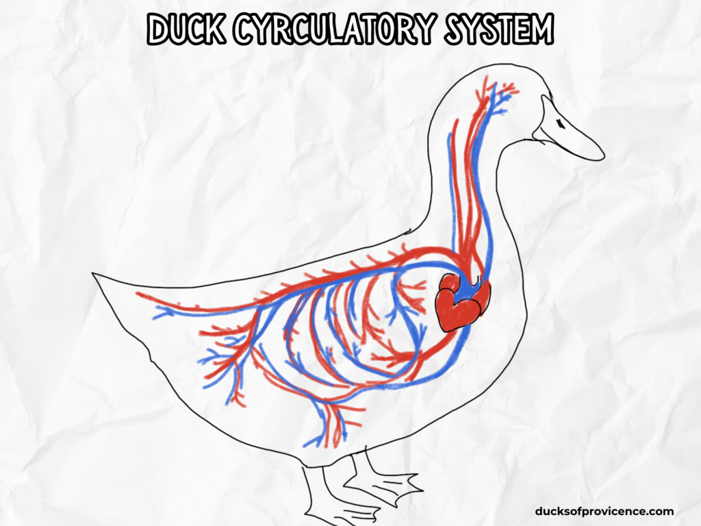 duck circulatory system