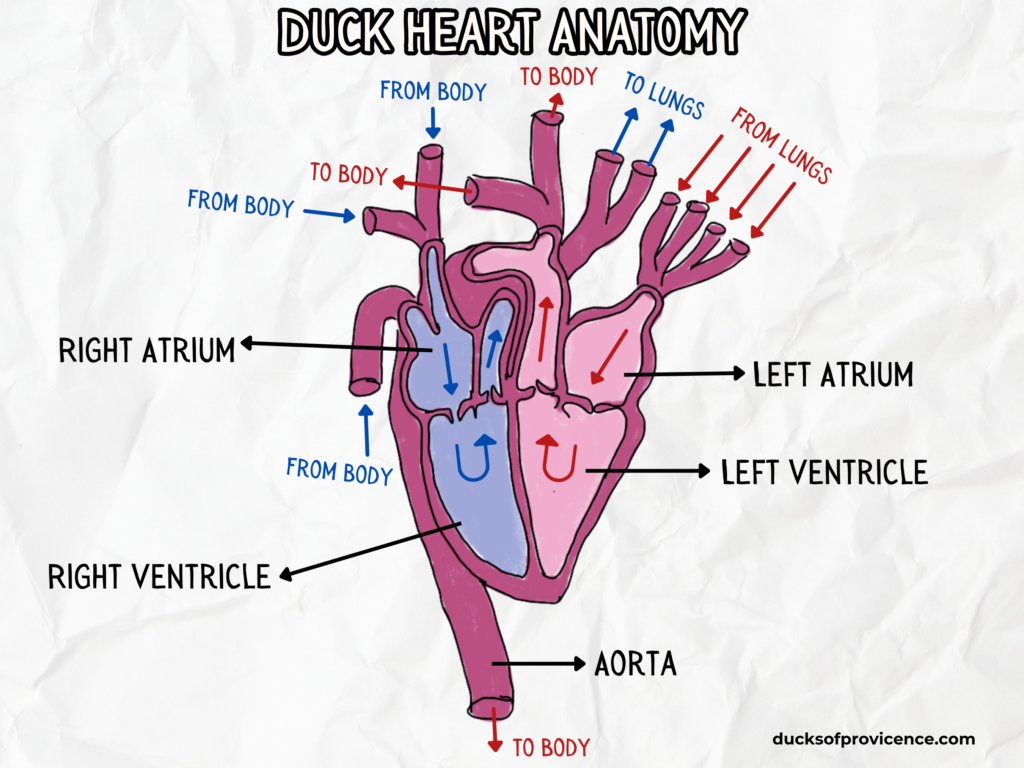 duck heart anatomy