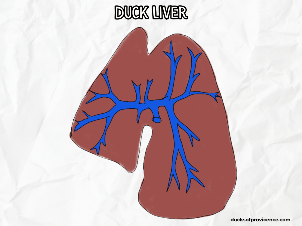 duck liver anatomy
