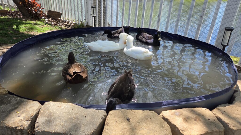 ducks swimming in their pool