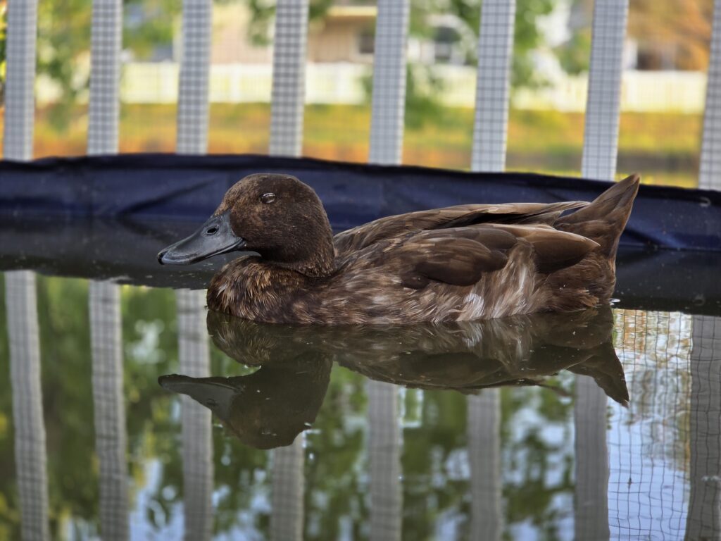 duck sleeping while floating in her pool