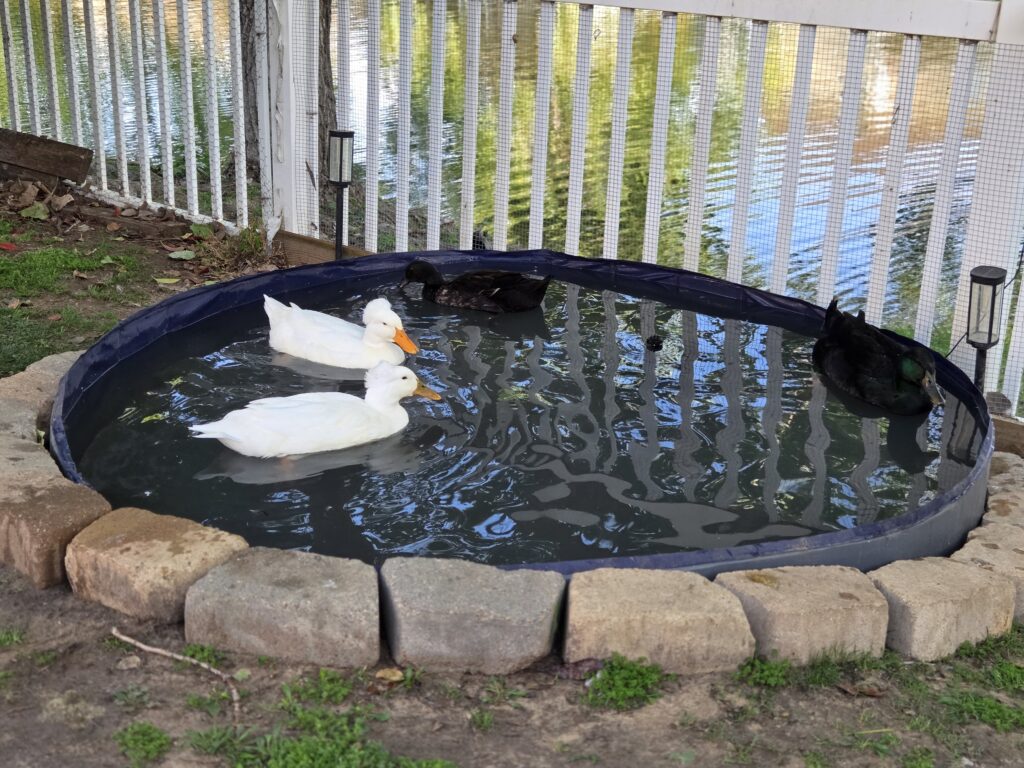 ducks swimming in their pool