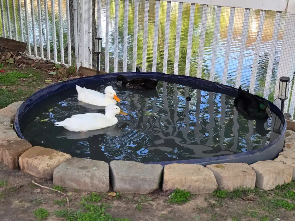 ducks in pool