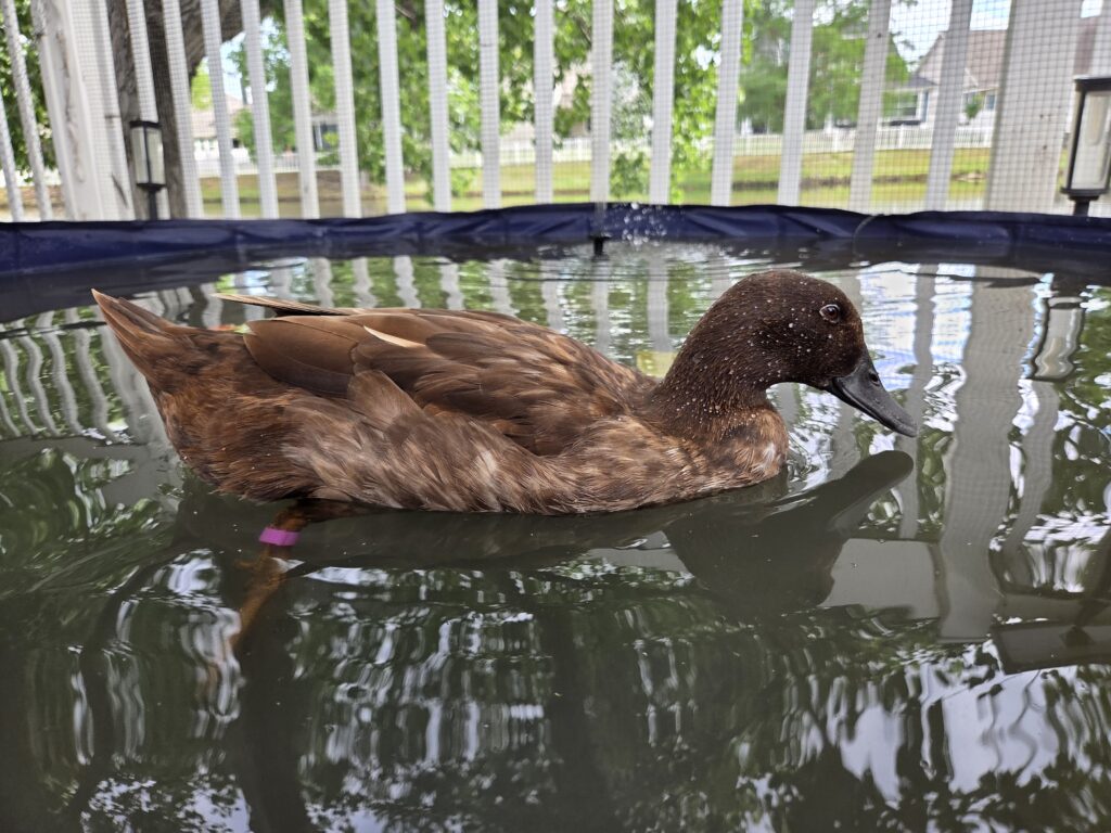 duck swimming in her pool