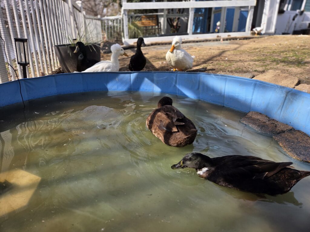 duck pool