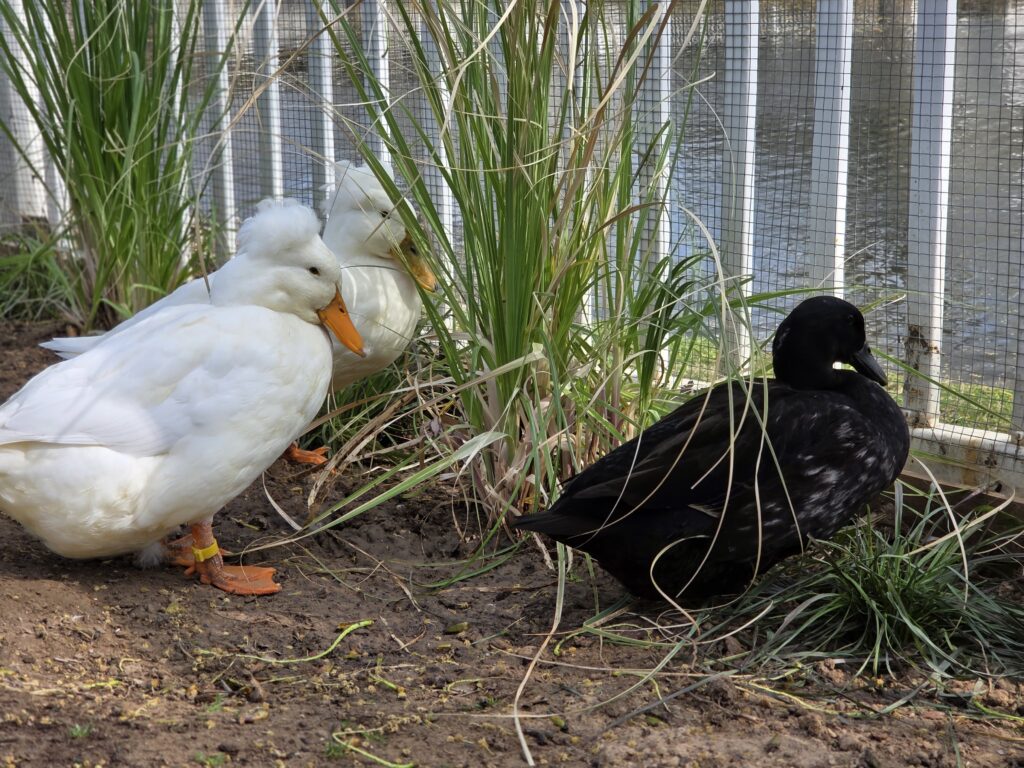 ducks resting between ornamental grasses