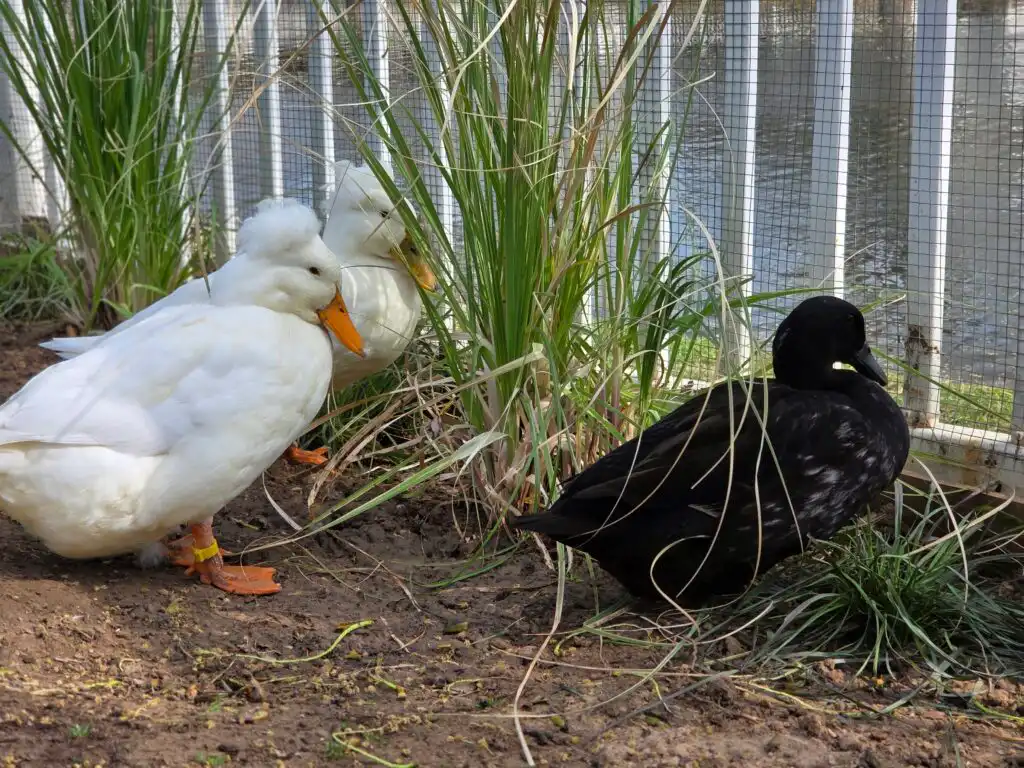 ducks seeking shade to stay cool at a hot summer day