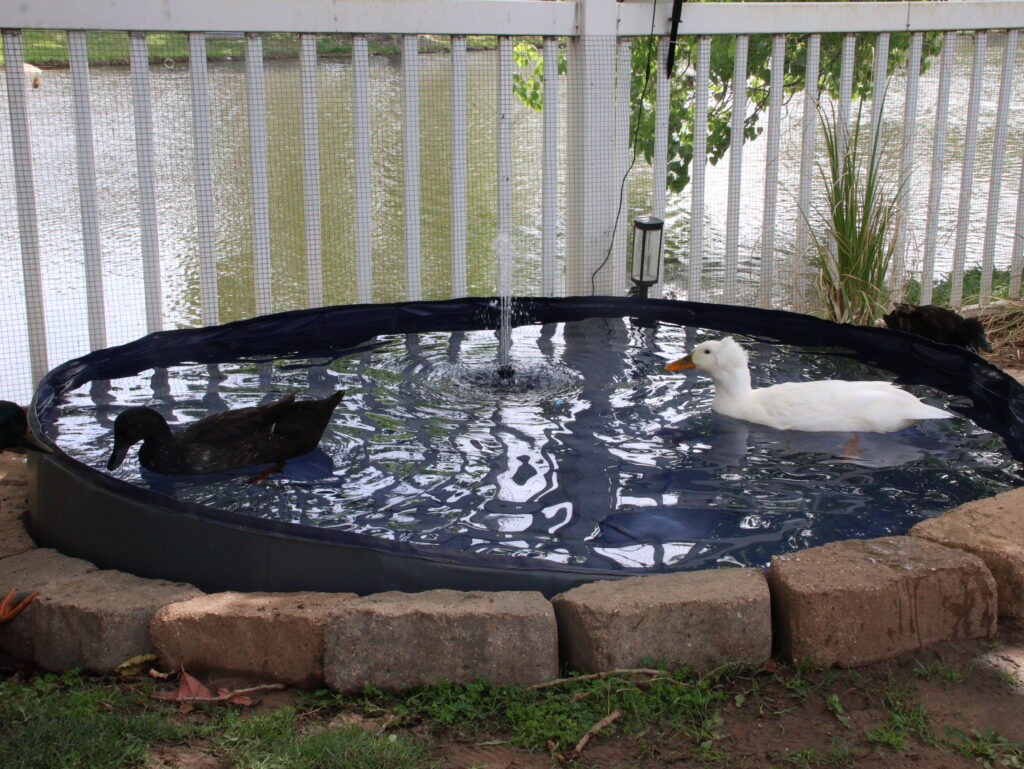 ducks swimming in their pool