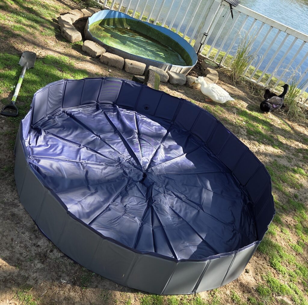 comparing the new and old duck pool