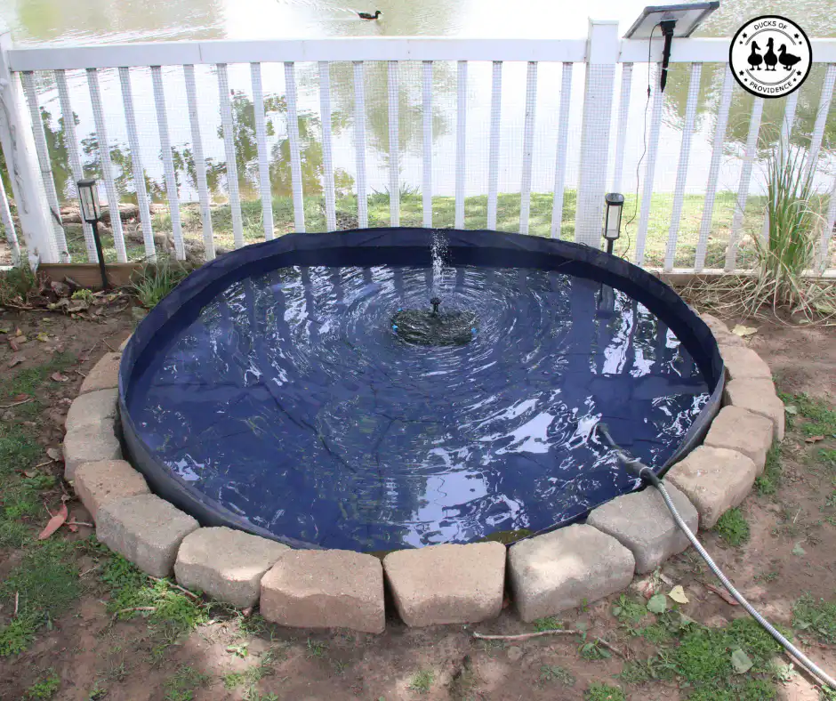 duck pool upgrade