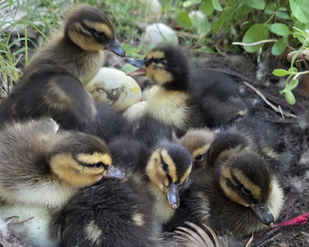 ducklings in nest