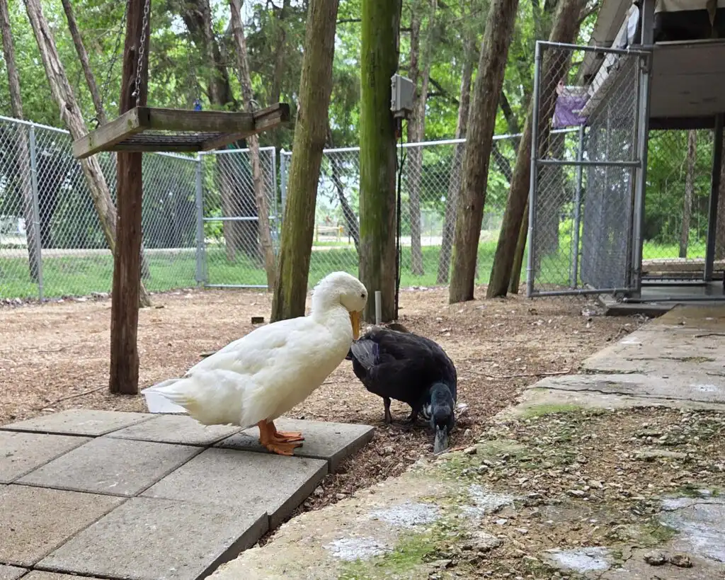 ducks at Rogers Wildlife Rehabilitation Center