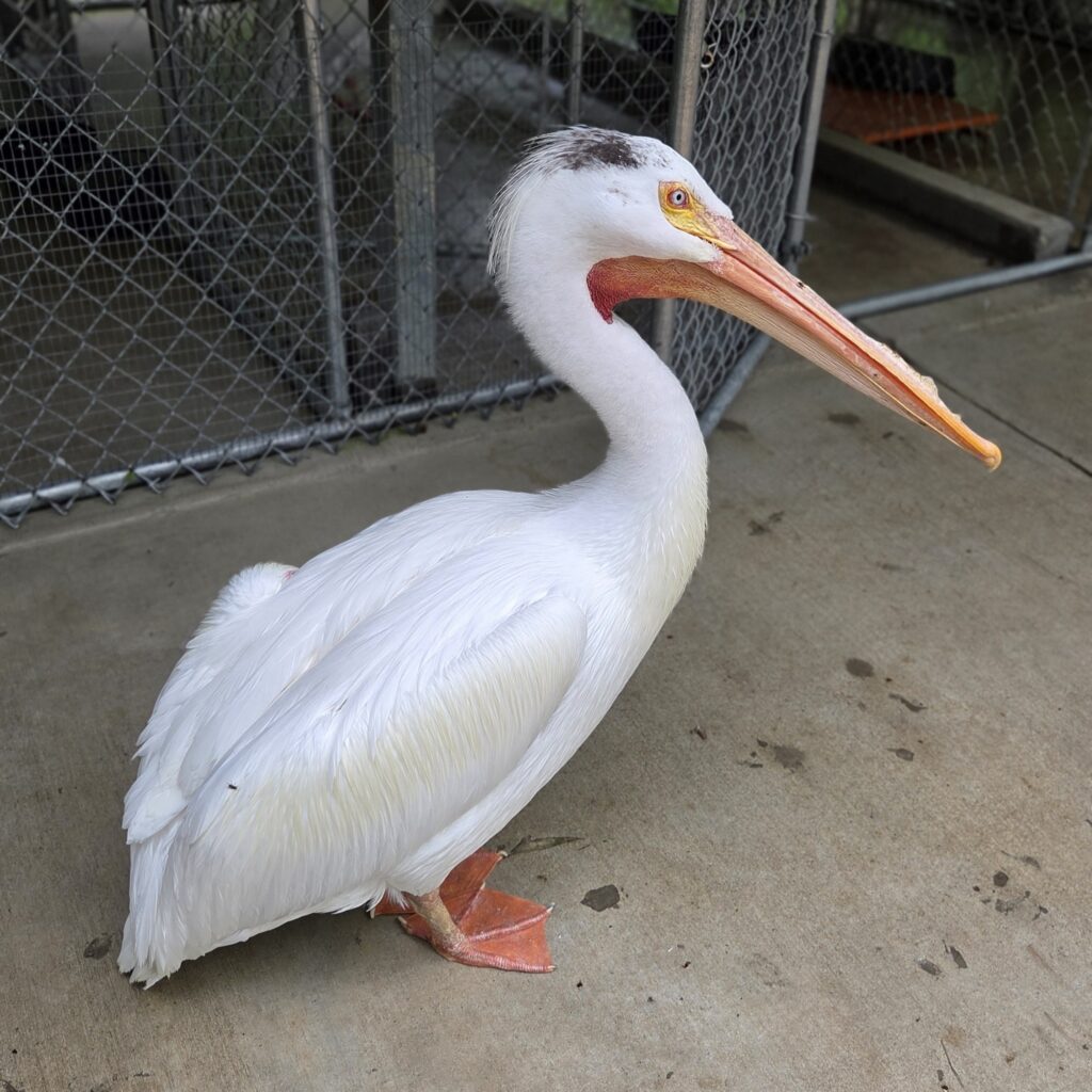 Pelican at Rogers Wildlife Rehabilitation Center