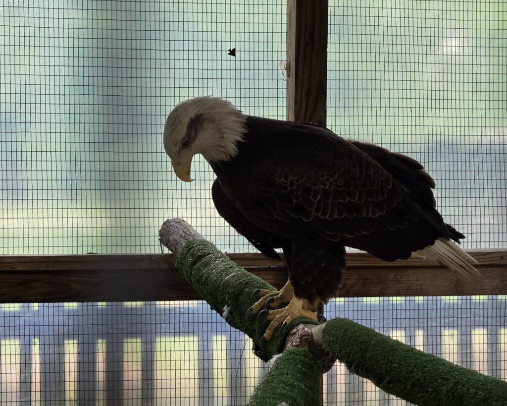 Bald Eagle at Rogers Wildlife Rehabilitation Center