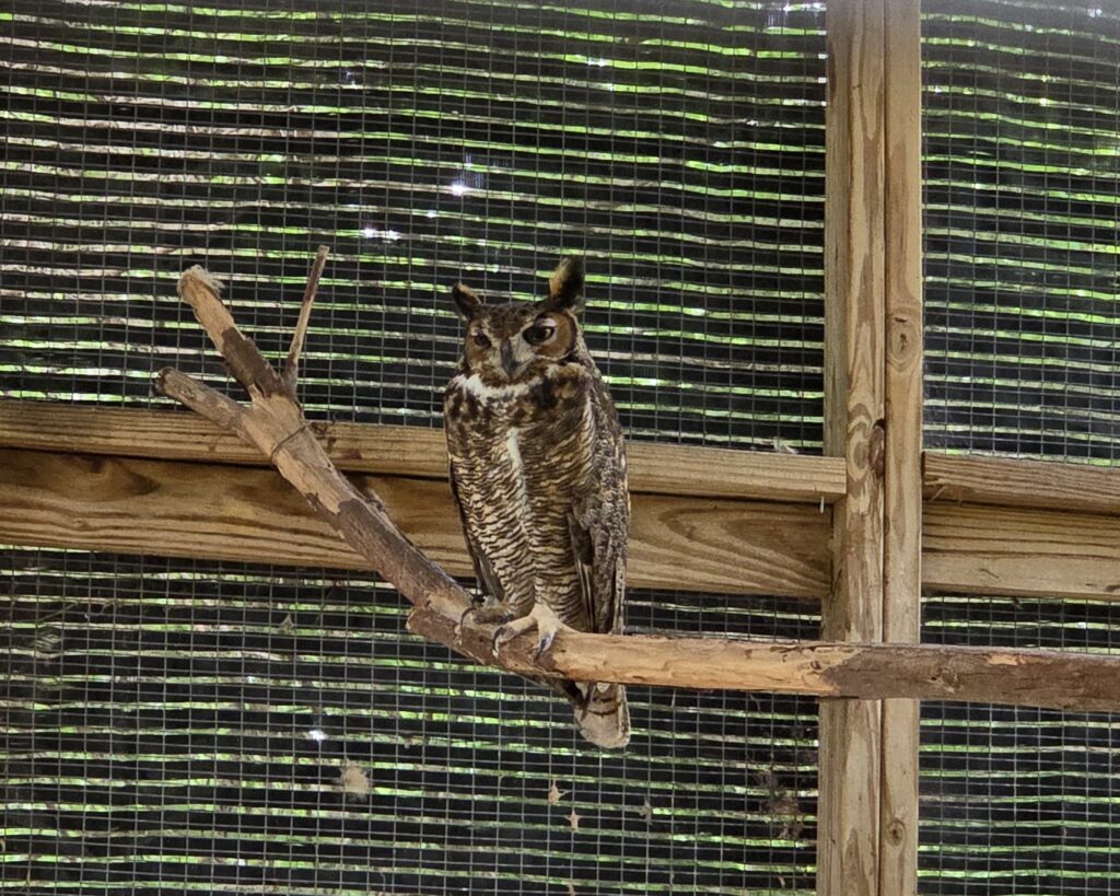 Owl at Rogers Wildlife Rehabilitation Center
