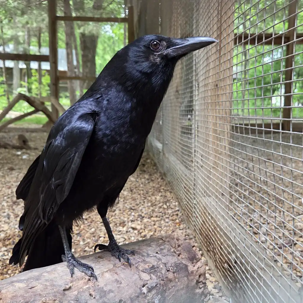 Talking Crow at Rogers Wildlife Rehabilitation Center