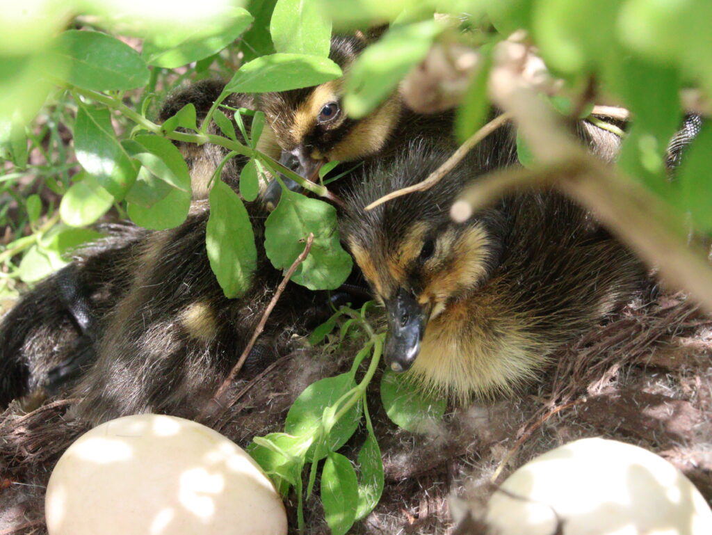 ducklings in nest