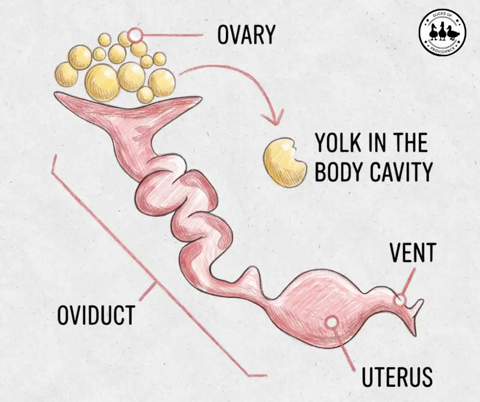 Egg yolk peritonitis (EYP) and internal laying in ducks