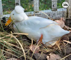 Emotional Reality of Keeping Ducks