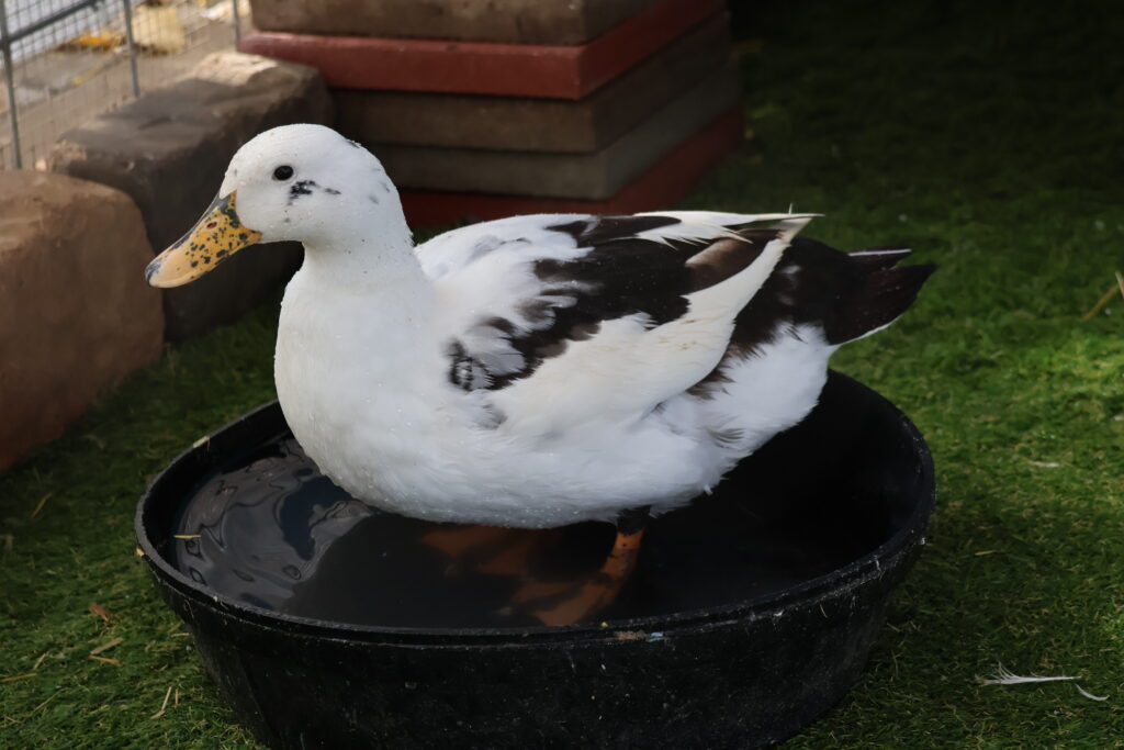 how ducks stay cool: by standing in cool water