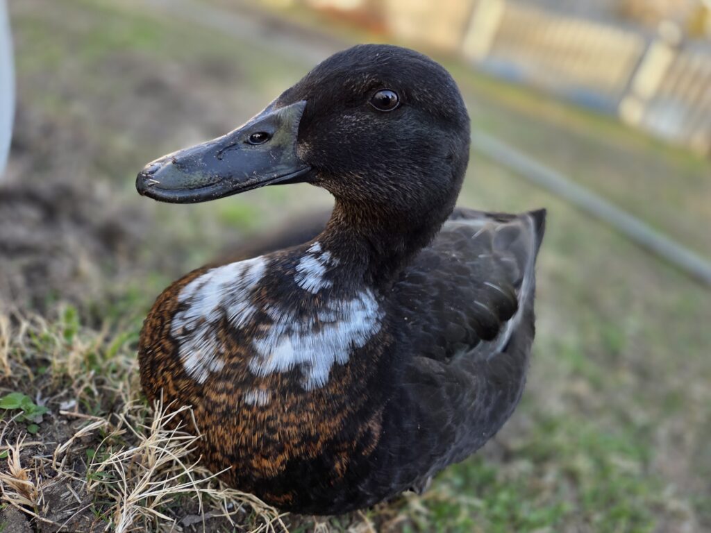 cute duck muffin