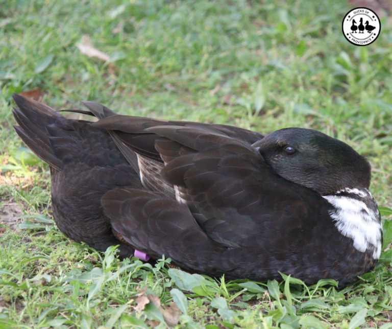 Why is my duck sleeping all day?